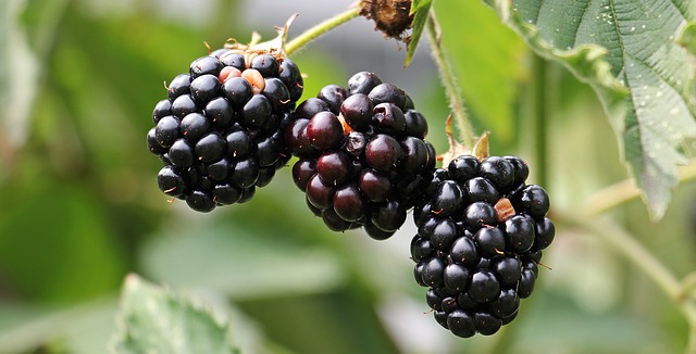 blackberry have potassium