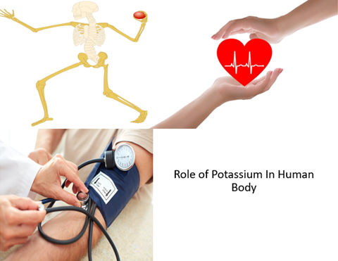 Role of potassium in the human body