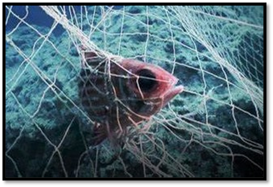 Fishing Nets Are the Sea Major Polluters  Horrifying Underwater Sea Facts